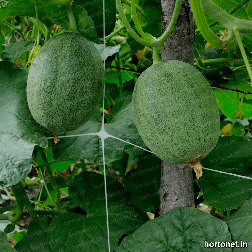 Malla para melones
