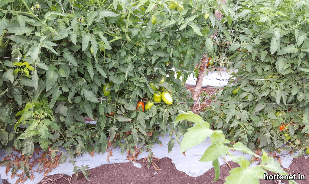 Malla para entutorar en tomates